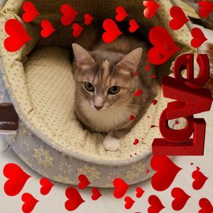 Meet your Posher, Sherri